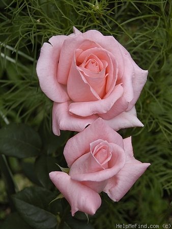 'Belle of Berlin' rose photo