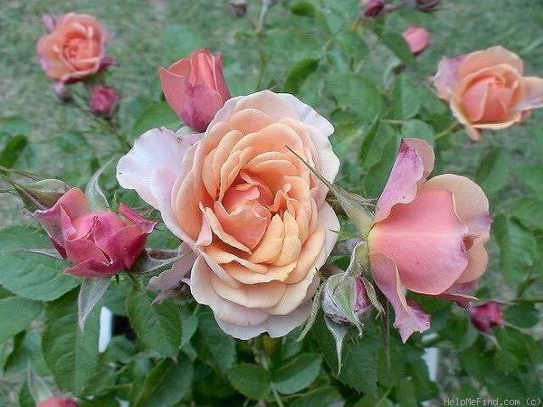 'Apollo Parade ®' rose photo