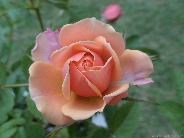 'Apollo Parade ®' rose photo