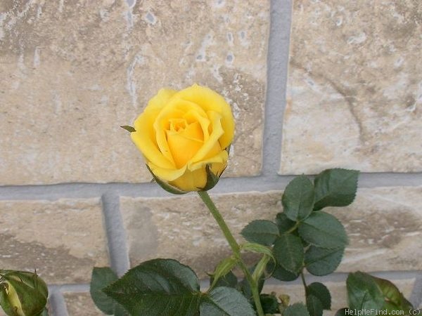 'Benson & Hedges Special' rose photo