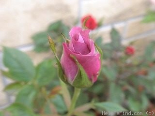 'BENmoon' rose photo