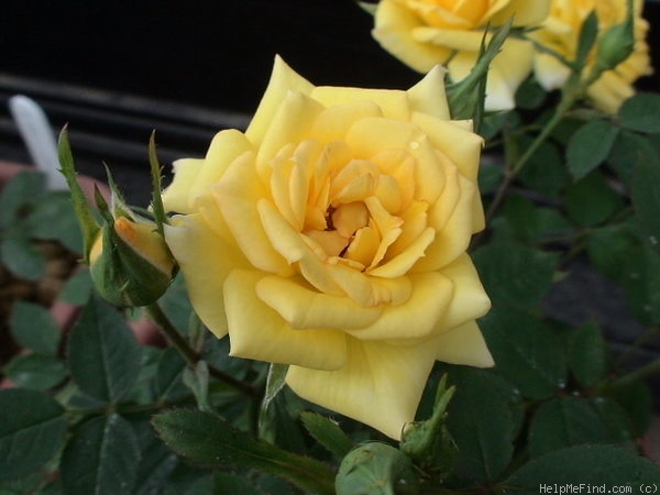 'Hanayuzen' rose photo