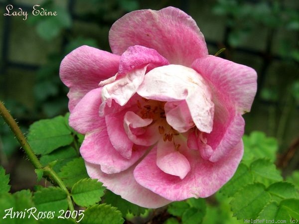 'Lady Edine' rose photo
