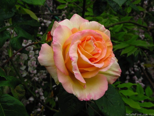 'Peace, Cl.' rose photo