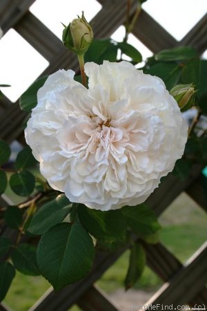 'Colonial White' rose photo