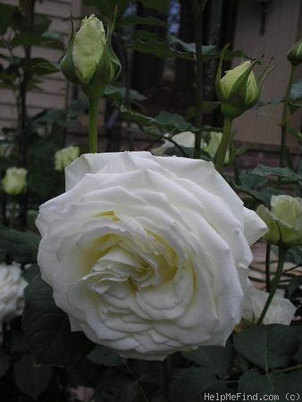 'Tineke' rose photo