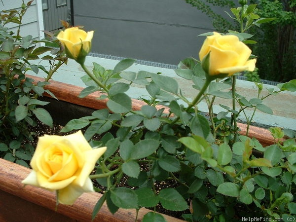 'Sun Sprinkles ™' rose photo