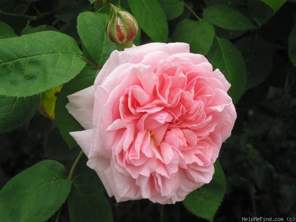 'Eglantyne' rose photo