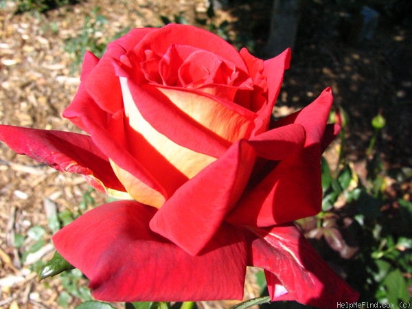 'Peace of Vereeniging' rose photo