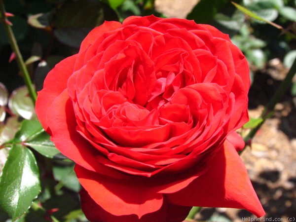 'François Rabelais' rose photo