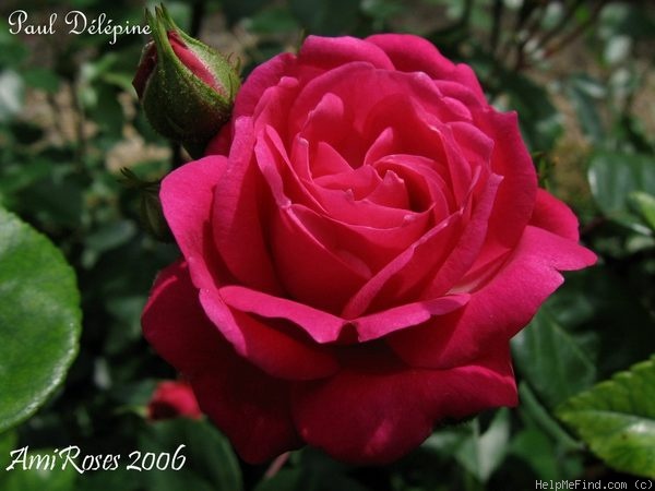 'Paul Délépine' rose photo
