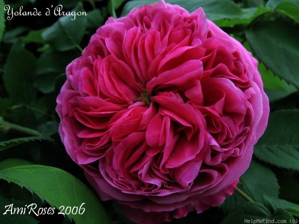 'Yolande d'Aragon' Rose Photo
