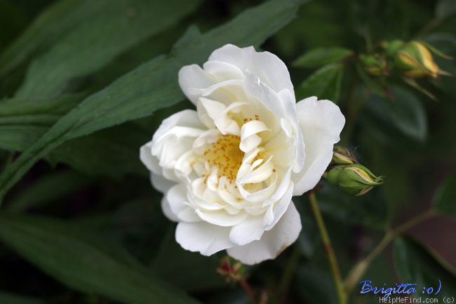 'City of York' rose photo