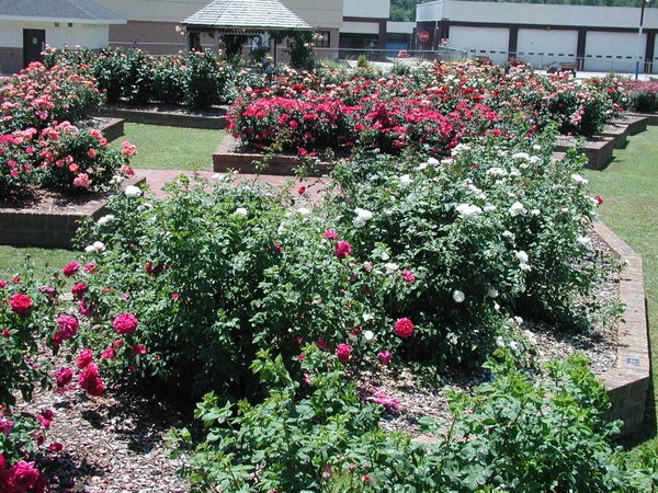 'Wilson Rose Garden'  photo