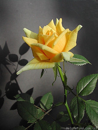'Baby Shannon' rose photo