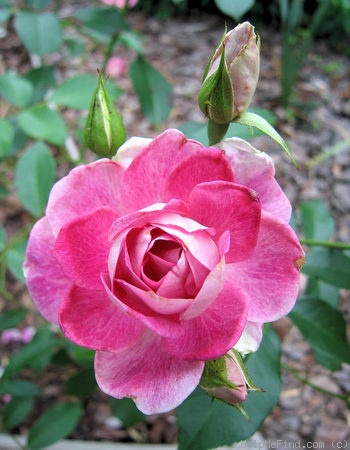 'Brilliant Pink Iceberg' rose photo