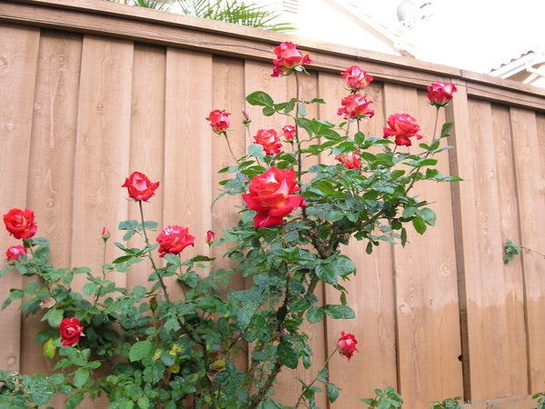 'Rosie O'Donnell' rose photo