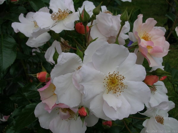 'Pierre Gagnaire ®' rose photo