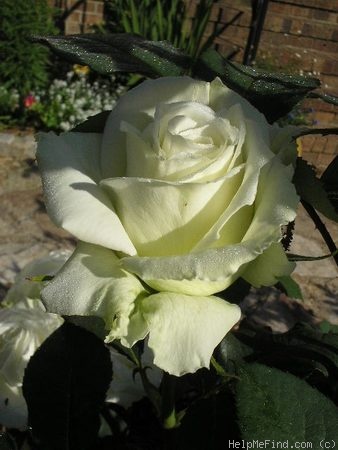 'Tineke' rose photo
