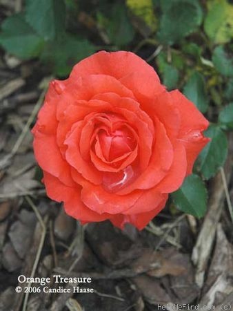 'Orange Treasure' rose photo