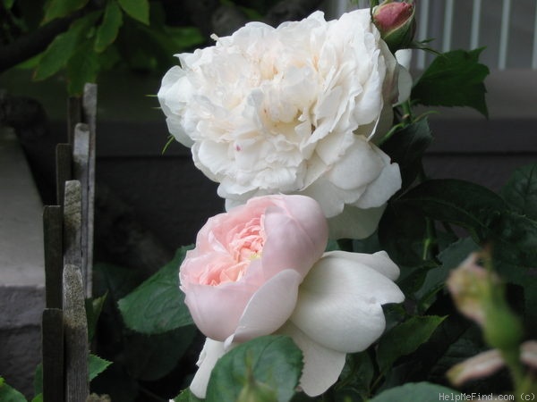 'Emily (shrub, Austin, 1992)' rose photo