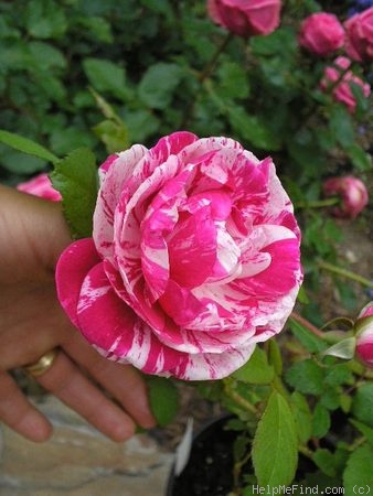 'Moore's Striped Rugosa' rose photo