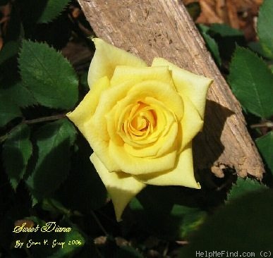 'Sweet Diana (miniature, Saville 1994)' rose photo