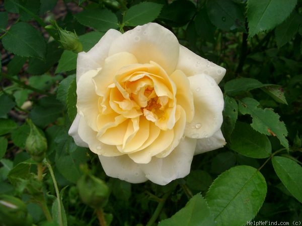 '<i>Rosa rubiginosa</i> 'Goldbush'' rose photo