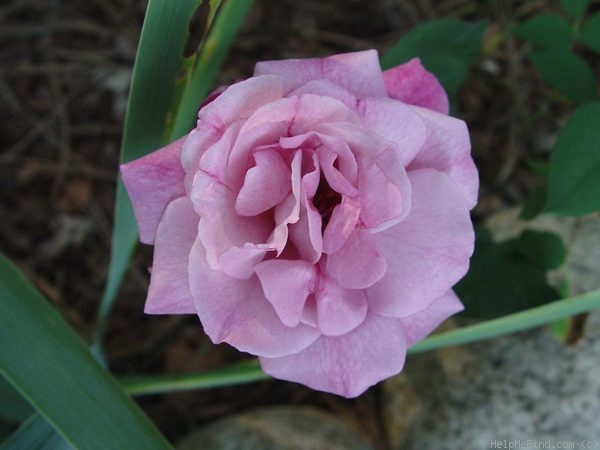 'Lilac Time (hybrid tea, McGredy, 1956)' rose photo