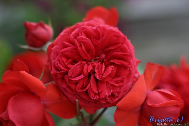 'Rabelais ® (floribunda, Meilland, 1998)' rose photo