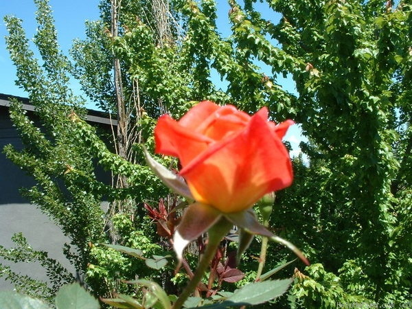 'Hot Tamale' rose photo