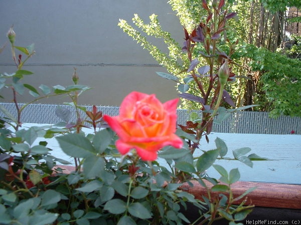 'Hot Tamale' rose photo