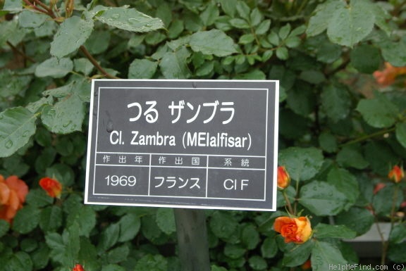 'Climbing Zambra (floribunda cl, Meilland 1969)' rose photo