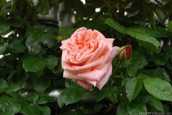'Sonia, Cl.' rose photo
