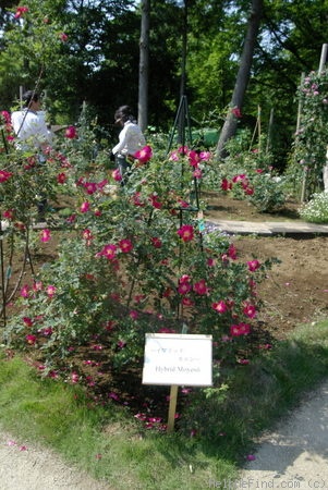 'Eddie's Crimson' rose photo