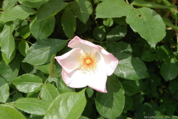 'Heavenly Rosalind' rose photo