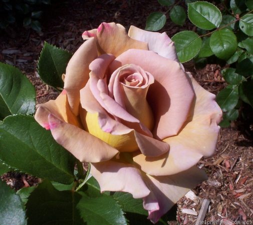 'Honey Dijon ™ (Hybrid Tea, Sproul, 2003)' rose photo
