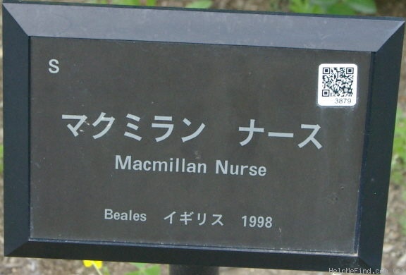 'Macmillan Nurse' rose photo