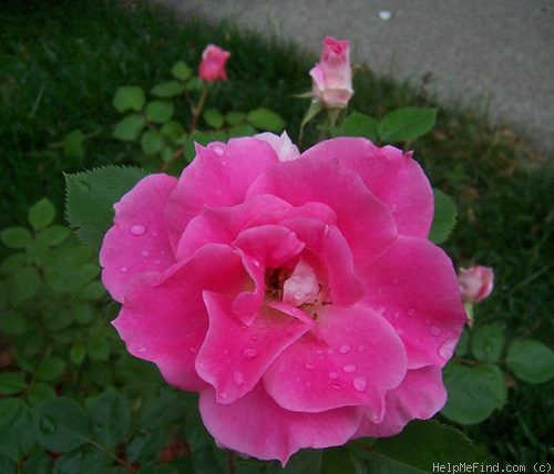 'Carefree Wonder' rose photo