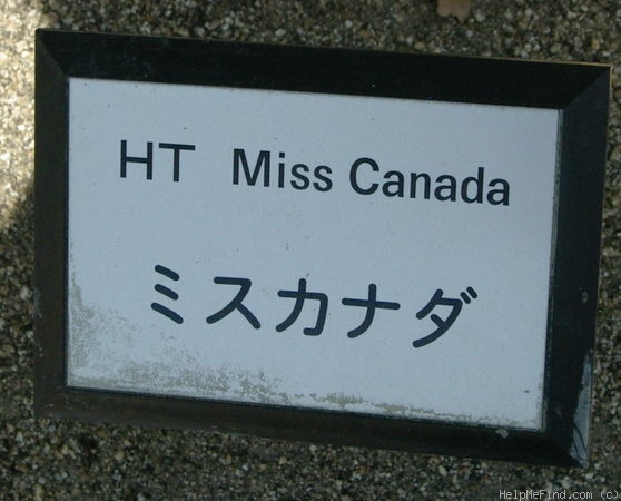 'Miss Canada' rose photo