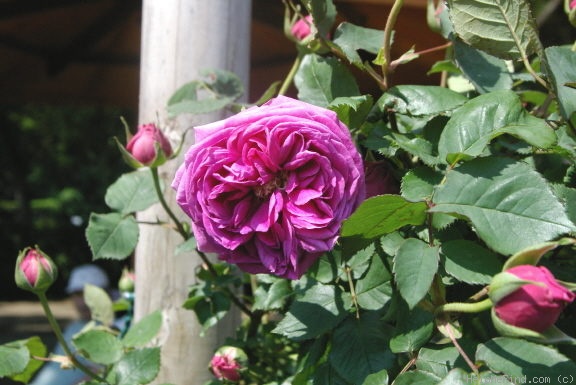 'Madame Isaac Pereire (Bourbon, Garcon, 1876)' rose photo