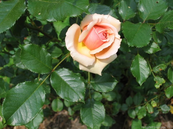 'Fragrant Apricot ™' rose photo