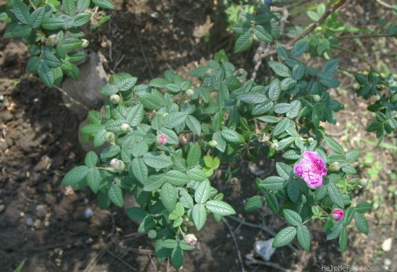 'Burgundian Rose' rose photo