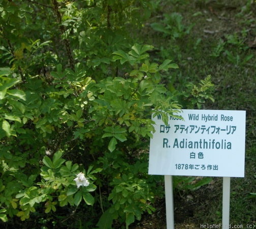 '<i>Rosa adianthifolia</i>' rose photo