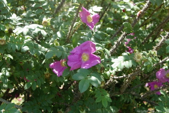 '<i>Rosa</i> x <i>micrugosa</i>' rose photo