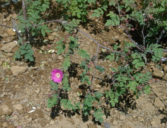 '<i>Rosa acicularis</i> var. <i>nipponensis</i> (Crép.) Koehne' rose photo