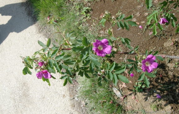 '<i>Rosa arkansana</i> Porter' rose photo