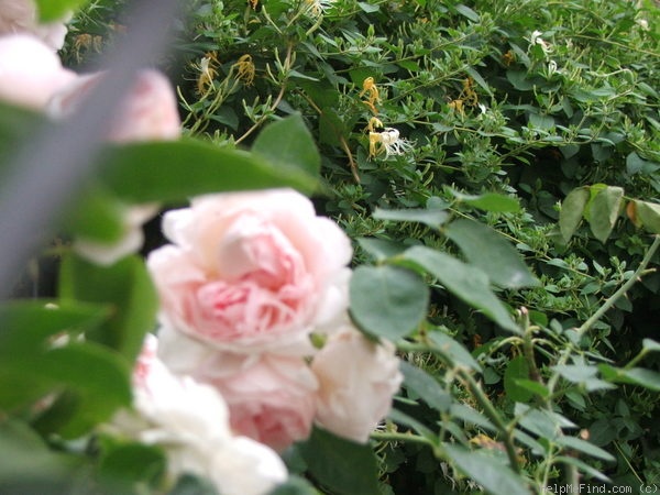 'Saint Swithun' rose photo