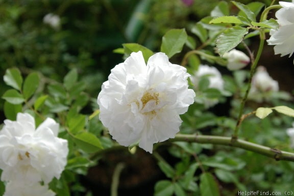 '<i>Rosa chinensis</i> alba' rose photo