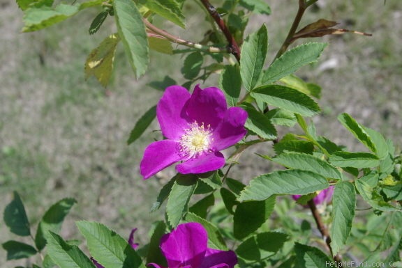 '<i>Rosa cinnamomea</i> L. synonym' rose photo